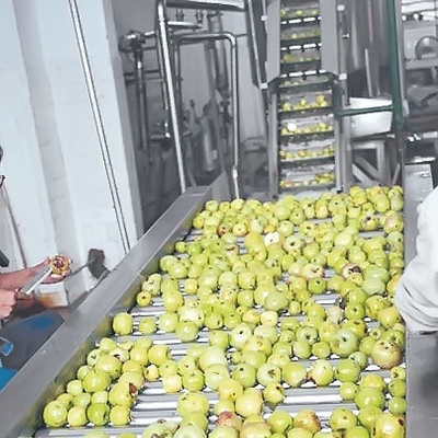 SUS304 Automatic Apple Processing Line For Fruit Juice Plant  Energy Saving